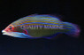Four Line Wrasse :: 33540