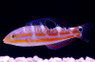 Puddingwife Wrasse :: 33568