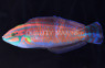 Ornate Wrasse :: 33596