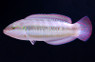Slippery Dick Wrasse :: 33609