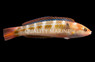 Chameleon Wrasse, Male