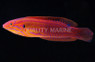 Elegant Coris Wrasse :: 33622