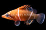 White Banded Possum Wrasse :: 33654