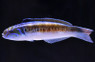 Noronha Wrasse :: 33657