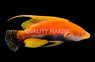Whip Fin Fairy Wrasse