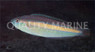 Hartzfeld Wrasse :: 33662