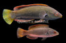 Fine Spotted Fairy Wrasse, Pair