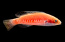 Girdled Fairy Wrasse 