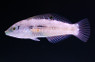 Cheek Ring Wrasse :: 33752