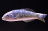 Goldbar Wrasse  :: 33763