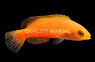 Lunate Fairy Wrasse, Male