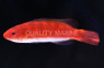 Naoko's Fairy Wrasse :: 33800