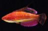 McCosker's Flasher Wrasse, cf African :: 33802