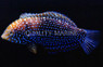 Blue Spotted Leopard Wrasse :: 33803