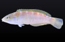 Rainbow Slender Wrasse  :: 33805