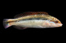 Clown Wrasse, Juvenile