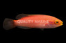 Katoi Fairy Wrasse 