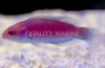 Darwin Glow Fairy Wrasse :: 33841