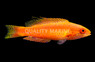 Bell's Flasher Wrasse, Female