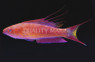 Bell's Flasher Wrasse, Male :: 33847