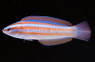 Rainbow Coris Wrasse :: 33849