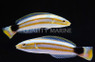 Black Saddle Wrasse, Pair :: 33855