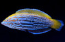 Lennard's Wrasse :: 33858