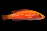 Magma Fairy Wrasse :: 33862