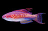 Nursalim Flasher Wrasse :: 33897