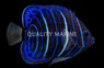 Annularis Angelfish, Juvenile