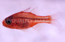 Ruby Flame Cardinalfish :: 13540