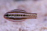 Seven Striped Cardinalfish :: 13542