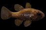 Conch Cardinalfish