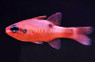 Sawcheek Cardinalfish :: 13548