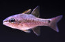 Meteor Cardinalfish :: 13553