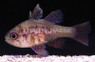 Scarlet Cardinalfish :: 13564