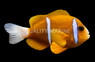Akindynos Clownfish