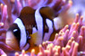 Premium Galaxy Clarkii Clownfish