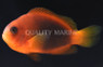 Naked Cinnamon Clownfish :: 14094