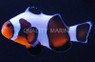 MochaVinci Ocellaris Clownfish, Grade B :: 14121