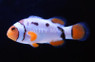 Nebula Percula Clownfish - Grade A :: 14129