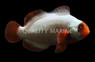 Thunder Maroon Clownfish