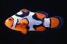 Picasso Percula Clownfish, Black P2  :: 14133