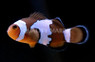Black Ice Ocellaris Clownfish, Grade B :: 14135