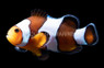 Wide Bar Black Gladiator Ocellaris Clownfish :: 14137