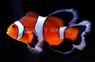 Longfin Mocha Ocellaris Clownfish :: 14139