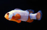 Premium Black Ice Ocellaris Clownfish :: 14142
