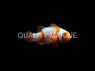 Tangerine Albino Snowflake Ocellaris Clownfish :: 14176