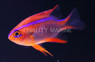 Cross Damselfish :: 15026