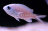 Yellow Edge Chromis :: 15046